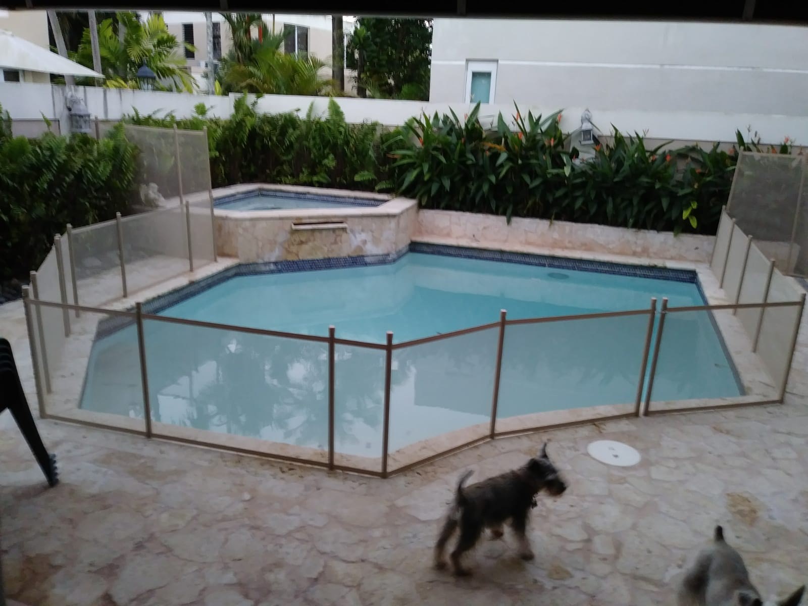 Dog on patio near pet safety fence surrounding pool