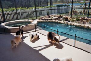 Dogs unable to access pool due to pet safety fence